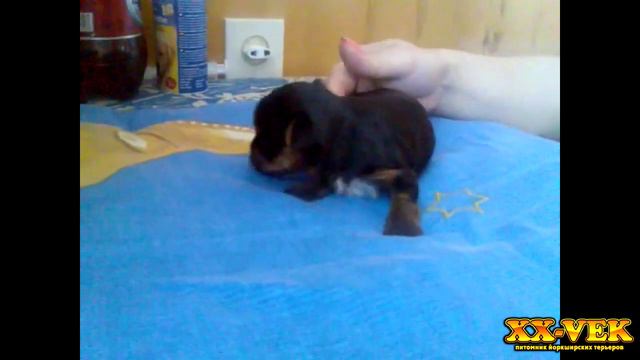 Щенок йорика только открыл глазки - лето 2011 год смотреть онлайн