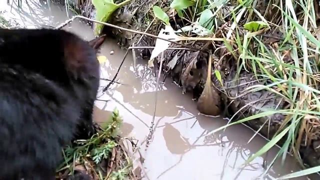 Кот ловит рыбу в мутной воде смотреть онлайн