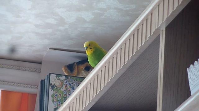 КАК ПОПУГАЙ РЕАГИРУЕТ НА МУЗЫКУ // ВОЛНИСTЫЙ ПОПУГАЙ ПОЕТ ПОД МУЗЫКУ // зеленый попугайчик TV смотреть онлайн