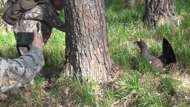 Отважный глухарь смотреть онлайн