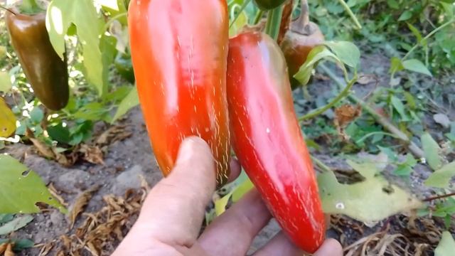 Сорта перца - посадили и забыли. Ещё и семена из гибрида. И что из этого вышло... смотреть онлайн