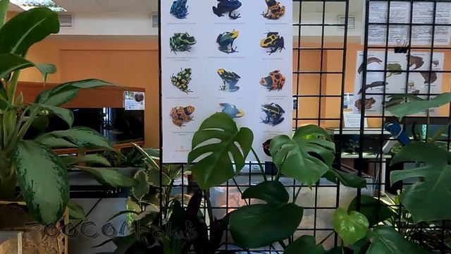 Всемирный день лягушки. Однако! смотреть онлайн