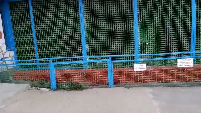 Зоопарк которому 40 лет! Город Мена смотреть онлайн