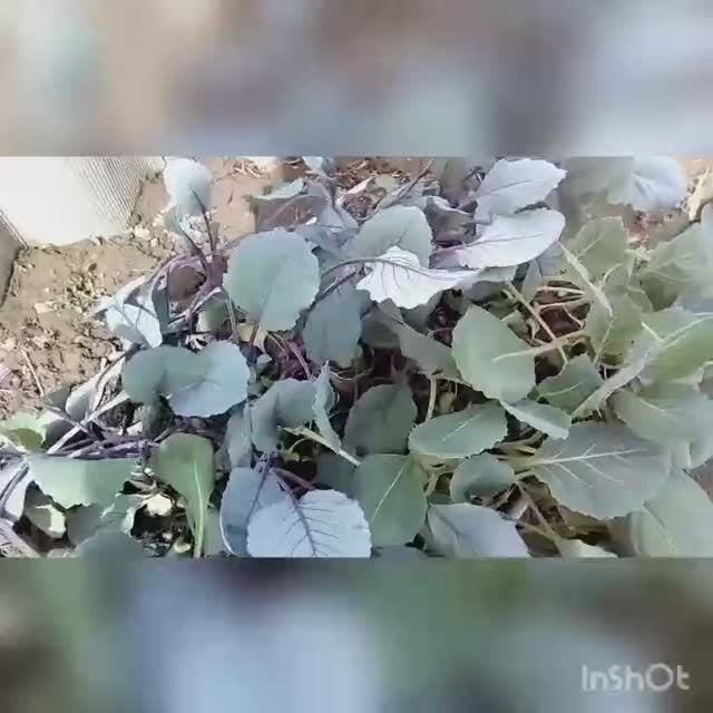 Посадка рассады капусты в грядки -апрель. смотреть онлайн