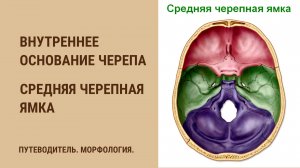 Внутреннее основание черепа. Средняя черепная ямка