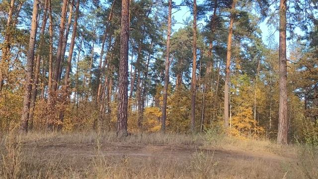 Как прельстилось сердце ядовитым древом,если рядом жизни, дерево росло?! смотреть онлайн