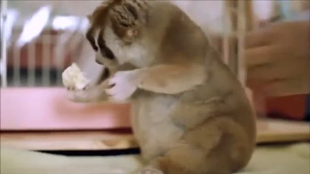 Всем хорошего дня! Лори самое милое животное в мире лемур лори смешные животные милое видео смотреть онлайн