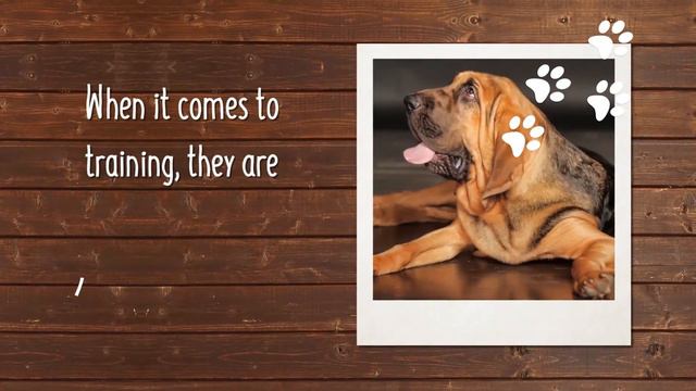 Bloodhound Breed Facts смотреть онлайн
