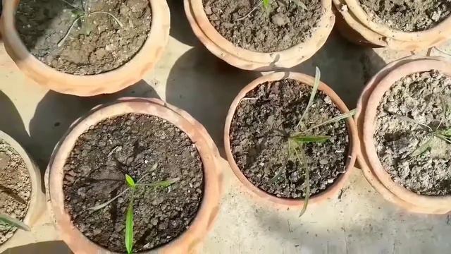 How to grow Gazania winter flower смотреть онлайн