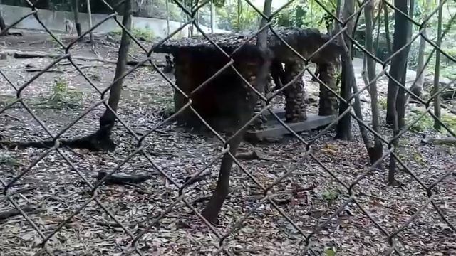 Мексиканский зоопарк 2017, непонятная зверушка.. Похоже на волка смотреть онлайн