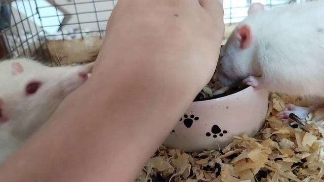 Утреннее кормление. Животных. смотреть онлайн