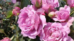 Роза Лав Сонг в Подмосковье