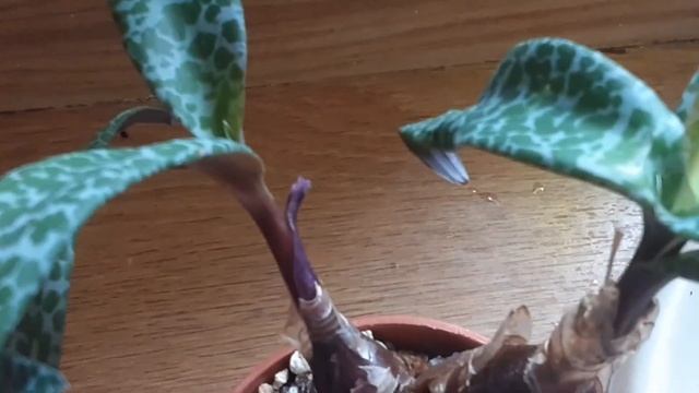 Ledeburia Kępiasta | Ledebouria Socialis | Roślina Bulwiasta | Scilla Fiołkowa