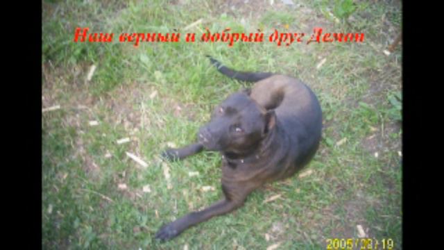 НАШЕМУ ВЕРНОМУ ДРУГУ ПОСВЯЩАЕТСЯ... АМЕРИКАНСКИЙ СТАФФОРДШИРСКИЙ ТЕРЬЕР - ДЕМОН !!! смотреть онлайн
