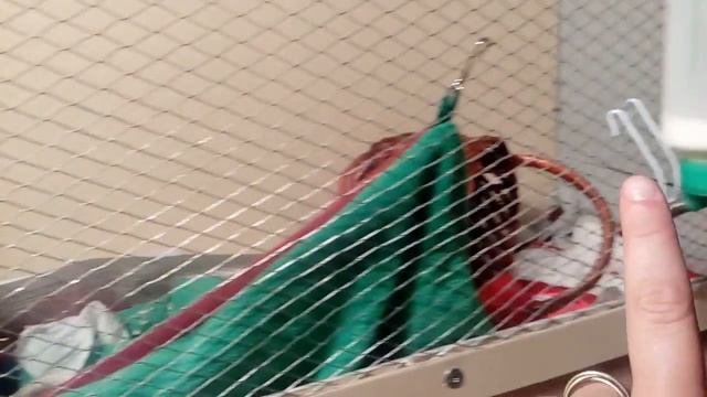 Домашняя ласка.Маленький хищник смотреть онлайн