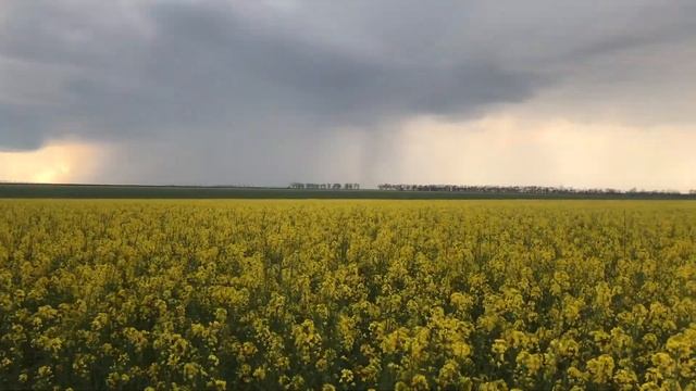 Рапсовое поле перед грозой. Трасса Е-95