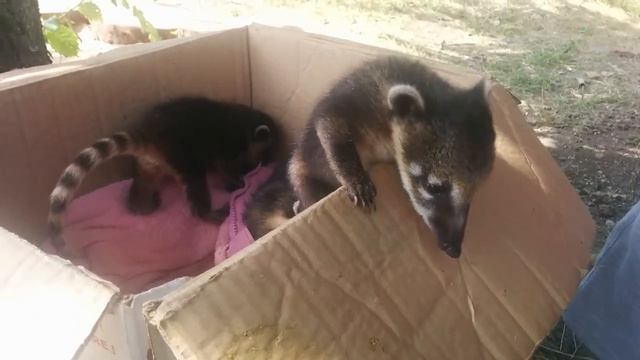 Енотики маленькие смотреть онлайн