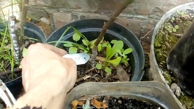 Весенний старт разных и ранних сортов инжира. смотреть онлайн