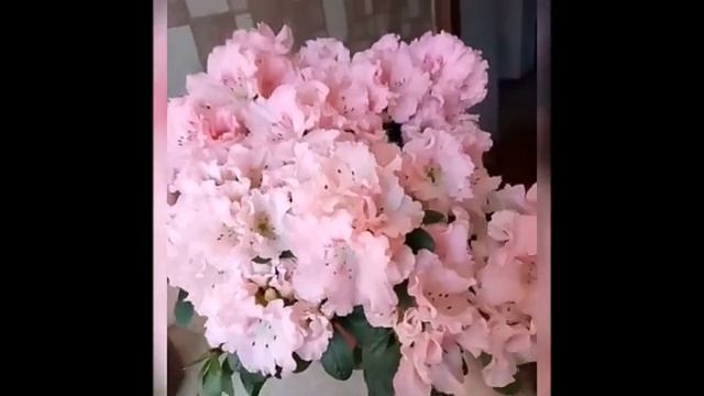 Моим друзьям ! Хочу сказать спасибо я цветами.. смотреть онлайн