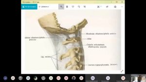 Анатомия головы и шеи - лекция 4