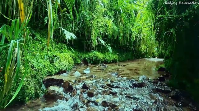 Morning Bliss: Forest Birds Singing by a Calming Stream смотреть онлайн