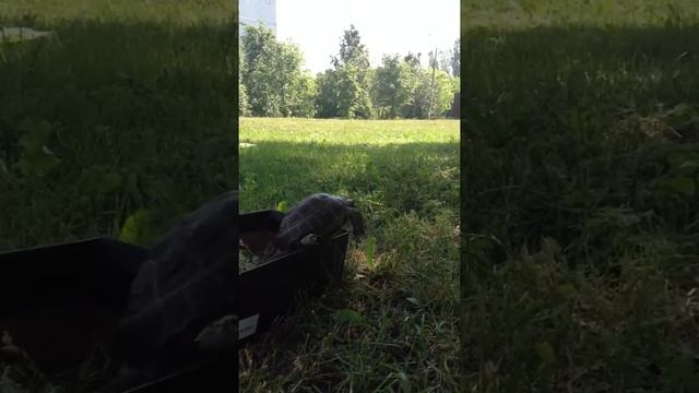 Умное животное-ЧЕРЕПАХА смотреть онлайн