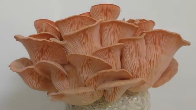 Fungi Co Pink Oyster Mushroom Timelapse смотреть онлайн
