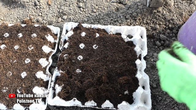 ПОСЕВ МОРКОВИ БЕЗ ПРОРЕЖИВАНИЯ И ПРОПОЛКИ СЕКРЕТ МУДРЫХ ОГОРОДНИКОВ смотреть онлайн