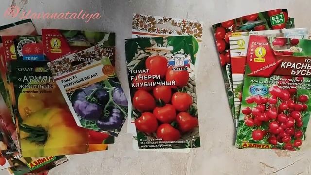 Томаты, которые сею каждый год. Часть 1. Дачница Натали @natalifrol смотреть онлайн