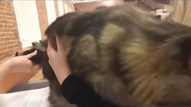 международная выставка кошек "Кошки в окошках" 25-26 декабря 2021г смотреть онлайн