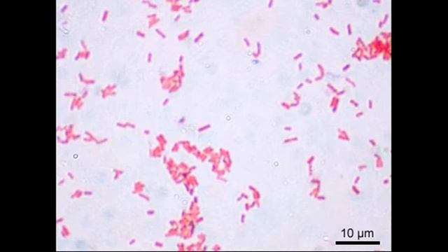 Помощники в доме: новинки и обзоры