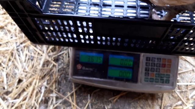 Кооб 500, вес птицы в 60 дней смотреть онлайн