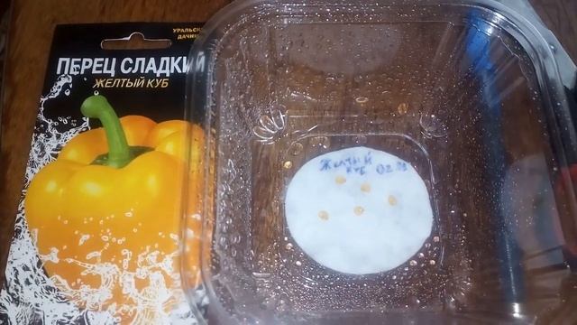 Проращивание семян перца перед посевом.(Сад, дача, огород) смотреть онлайн