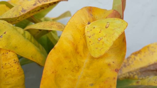 Plumeria Leaf - Yellow Butterfly смотреть онлайн