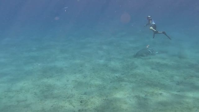 dugongs of the red sea Дюгони Красного моря смотреть онлайн