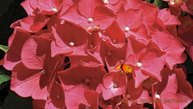 Гортензия крупнолистовая Ред Мисс Хепберн ? обзор: как сажать, саженцы гортензии Ред Мисс Хепберн смотреть онлайн