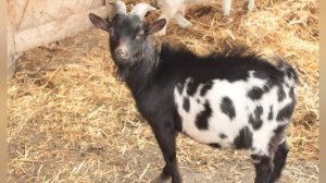 КАМЕРУНСКАЯ ПОРОДА КОЗ. ВСЕ О ПОРОДЕ. ИСТОРИЯ. СОДЕРЖАНИЕ