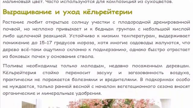 Кёльрейтерия, дерево-фонарик, ложное мыльное дерево. смотреть онлайн