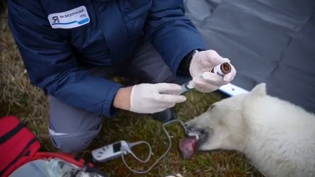 Спасенную в Диксоне медведицу с запасом рыбы вывезли в естественную среду обитания смотреть онлайн