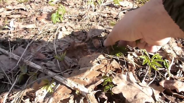 За дикоросами 24 апреля 2013