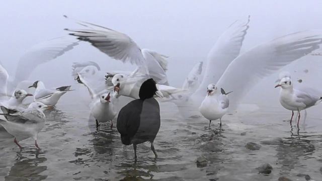 крики чаек под шум прибоя смотреть онлайн