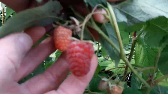 МАЛИНА. ЛУЧШИЕ СОРТА МАЛИНЫ РЕМОНТАНТНОЙ. ТопСад.TopSad. смотреть онлайн