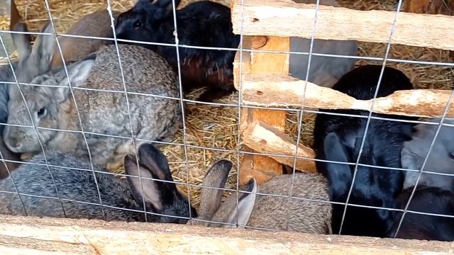 Влог учителя: уроки в школе ? оленья ферма ? онлайн-ученики смотреть онлайн