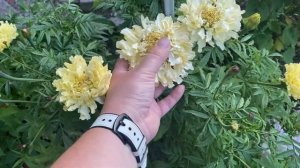 Бархатцы Килиманджаро