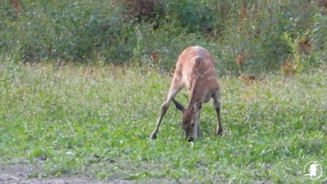 Дети Хоперского леса смотреть онлайн