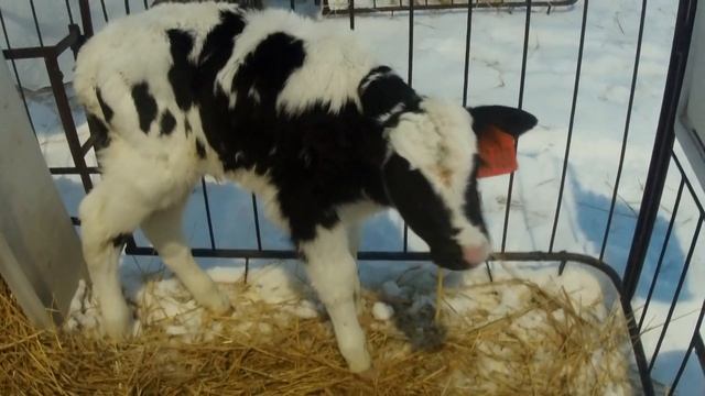 Купили недорогих породистых телят. Где купить? смотреть онлайн
