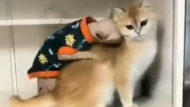 Сеанс массажа смотреть онлайн