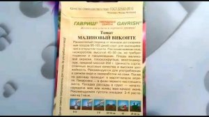 Популярный сорт томата -  Малиновое виконте