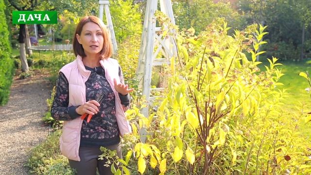 Как обрезать гортензию осенью - древовидную, метельчатую, крупнолистную смотреть онлайн