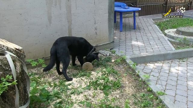 Курс послушания для собак, Апортировка подача предмета в руки с подъёмом вверх смотреть онлайн